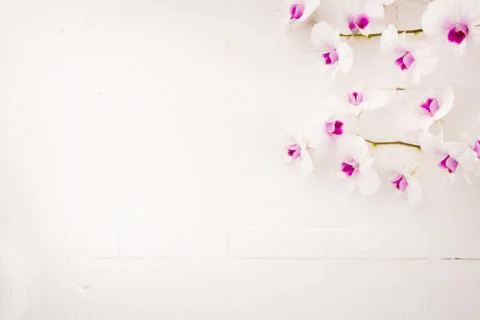 Orchid Stock Photos