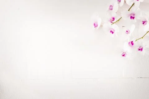 Orchid Stock Photos