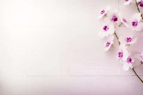 Orchid Stock Photos