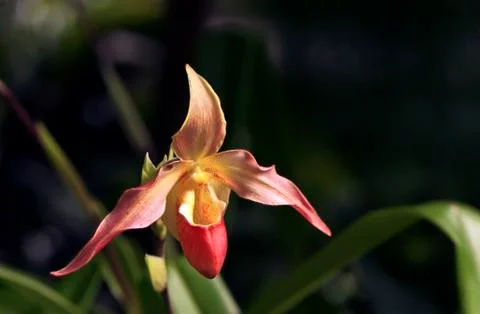 Orchid Stock Photos