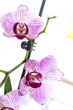 Orchid Stock Photos