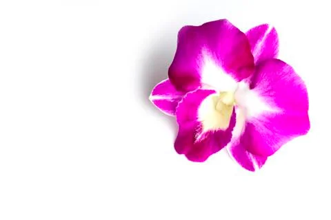 Orchid Stock Photos