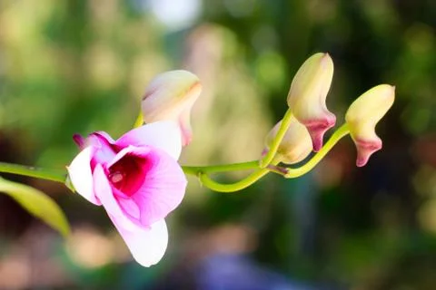 Orchid Stock Photos