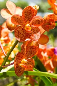 Orchid . Stock Photos