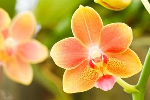 Orchid . 写真素材