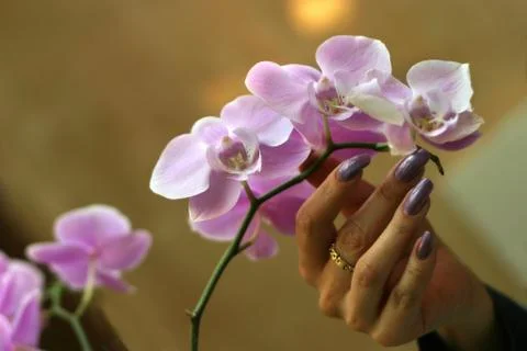 Orchid Stock Photos