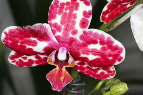 Orchid Stock Photos