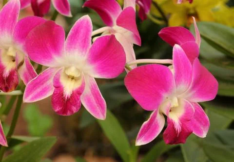 Orchid Stock Photos