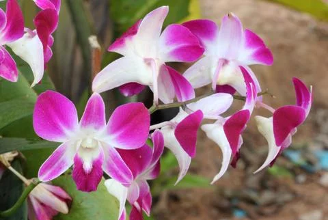 Orchid Stock Photos