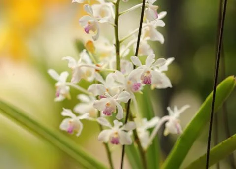 Orchid Stock Photos