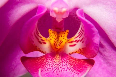 Orchid Stock Photos