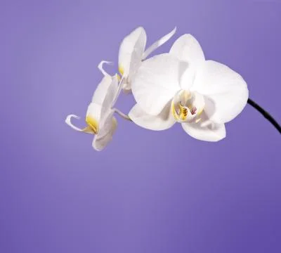 Orchid Stock Photos
