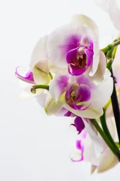 Orchid Stock Photos