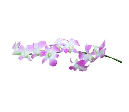 Orchid Stock Photos
