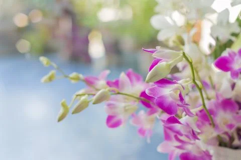 Orchid. Stock Photos