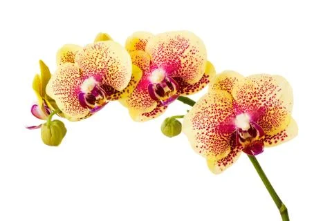 Orchid Stock Photos