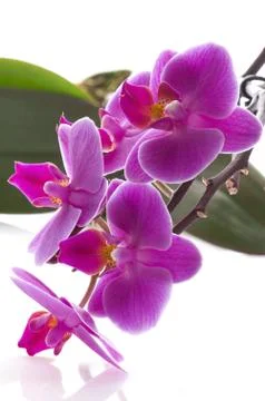 Orchid Stock Photos