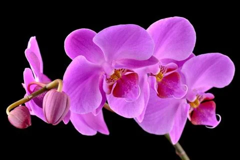 Orchid Stock Photos