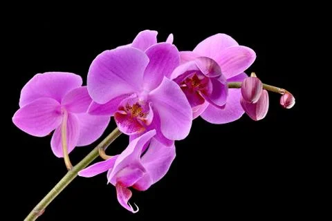 Orchid Stock Photos