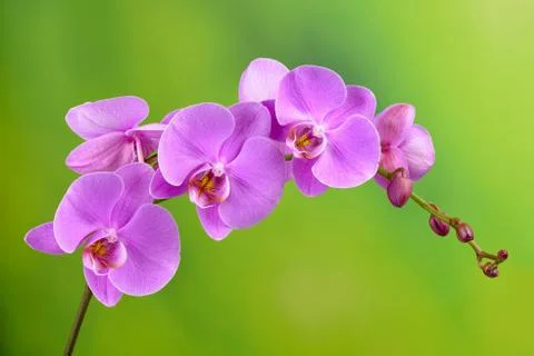 Orchid Stock Photos