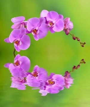Orchid Stock Photos