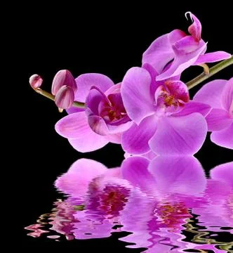 Orchid Stock Photos