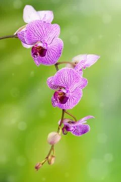 Orchid Stock Photos