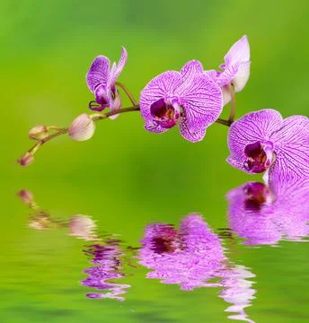 Orchid Stock Photos