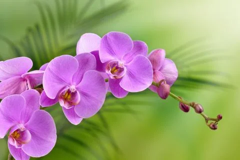 Orchid Stock Photos