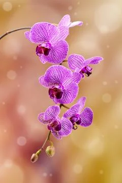 Orchid Stock Photos