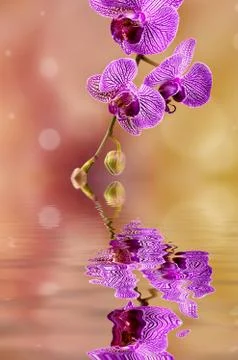 Orchid Stock Photos