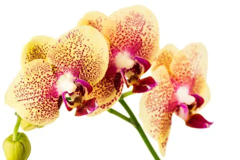 Orchid Stock Photos