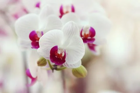 Orchid, Stock Photos