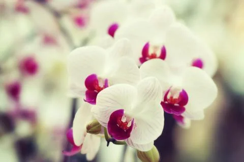 Orchid Stock Photos