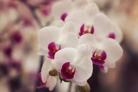 Orchid Foto stock