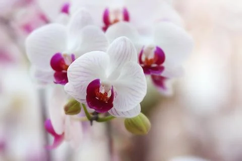 Orchid, Stock Photos