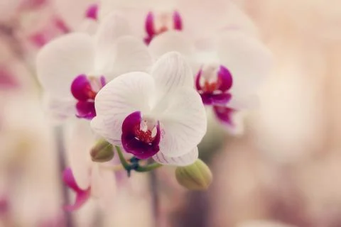 Orchid, Stock Photos