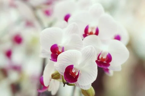 Orchid Stock Photos