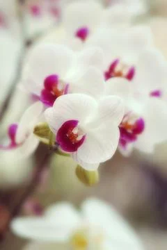 Orchid Stock Photos