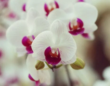 Orchid Stock Photos