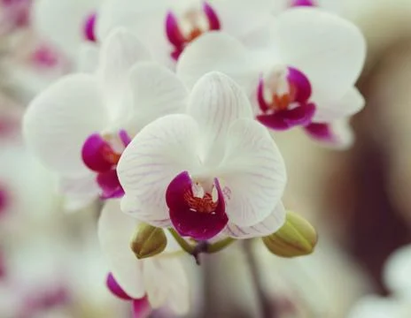 Orchid Stock Photos