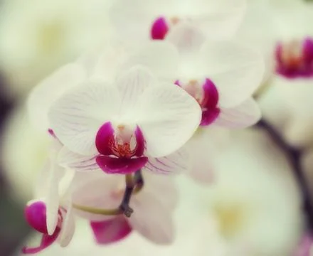 Orchid Stock Photos