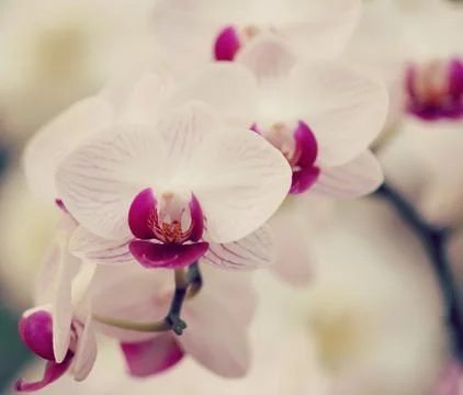 Orchid Stock Photos
