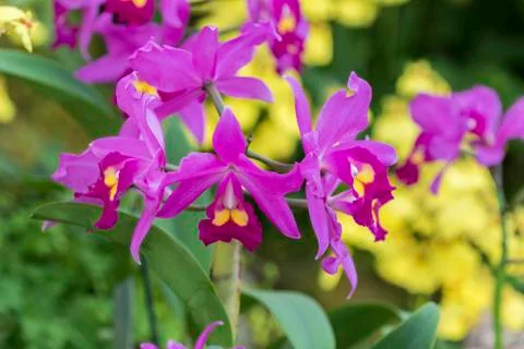 Orchid Stock Photos