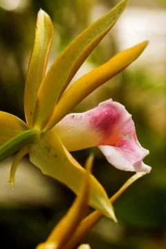 Orchid Stock Photos