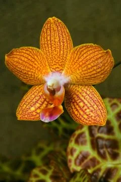 Orchid Stock Photos