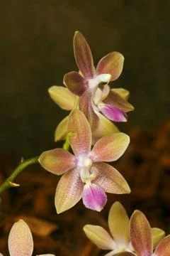 Orchid Stock Photos