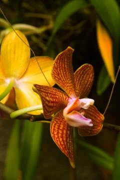 Orchid Stock Photos