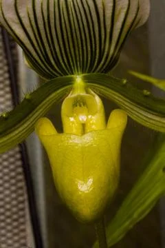 Orchid Stock Photos