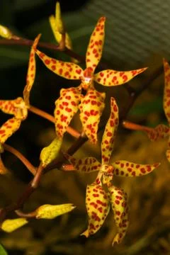 Orchid Stock Photos
